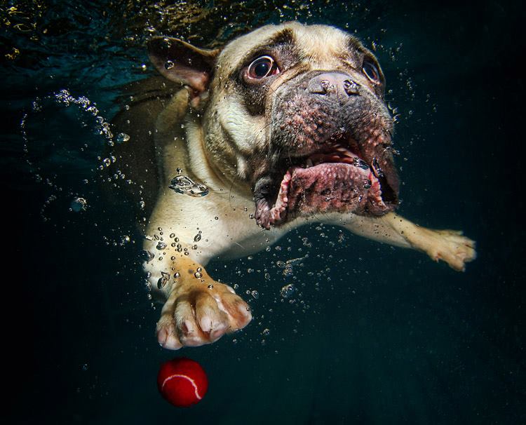 Underwater Dog moments