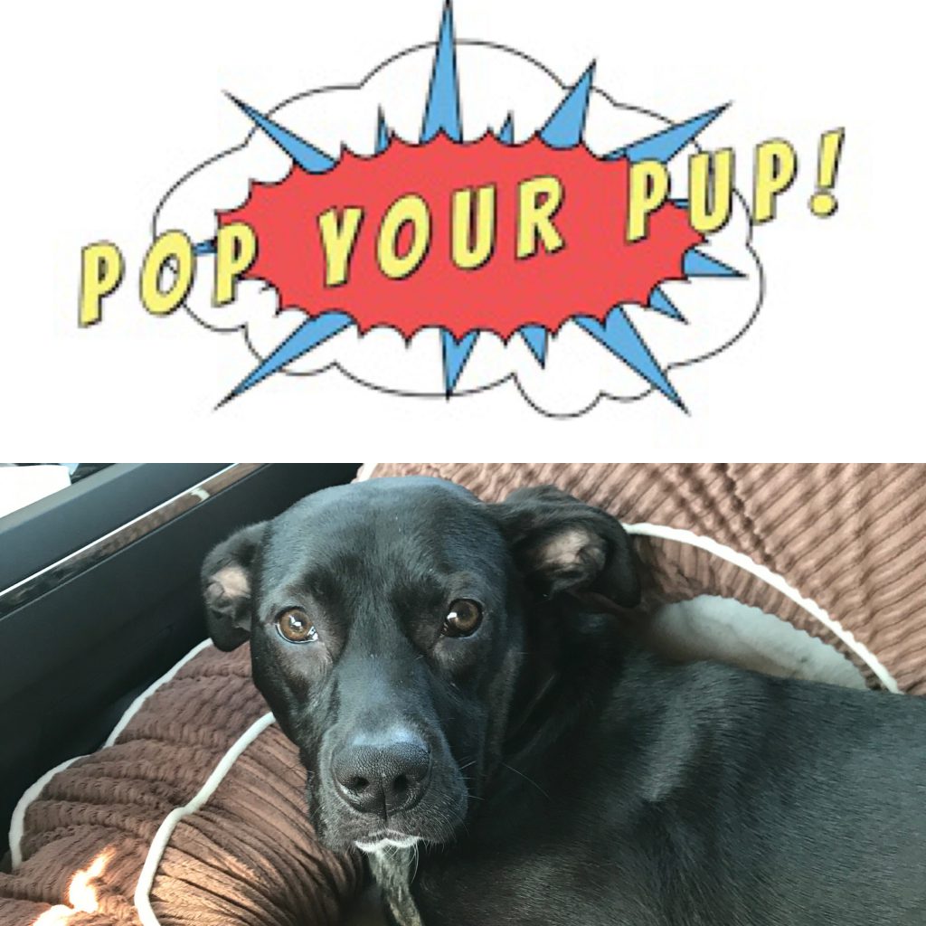 pop your pup